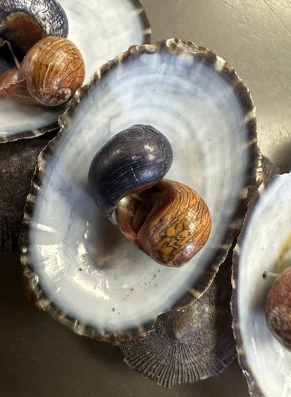 Vintage Australian Limpet Shell Lei
