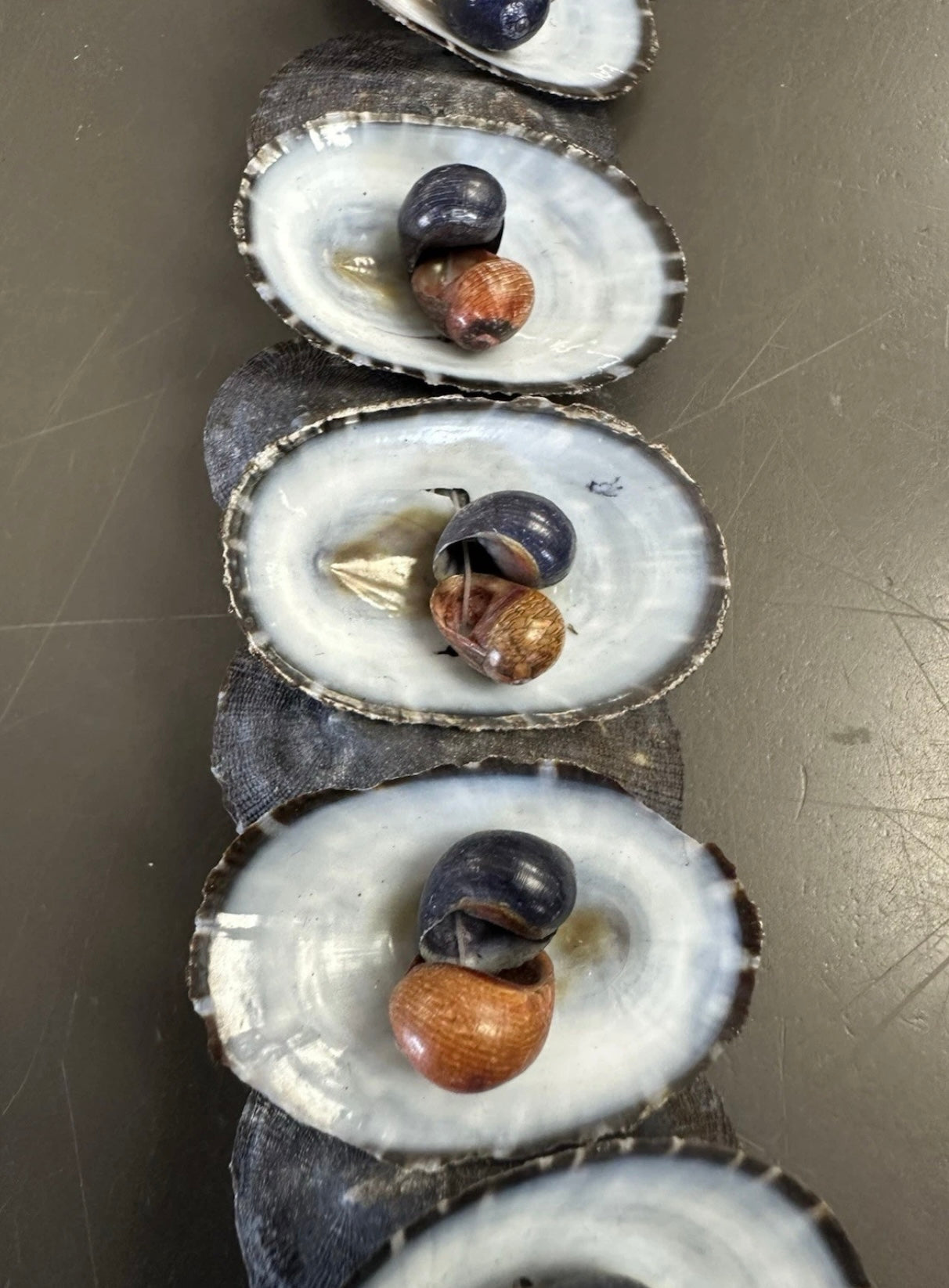 Vintage Australian Limpet Shell Lei