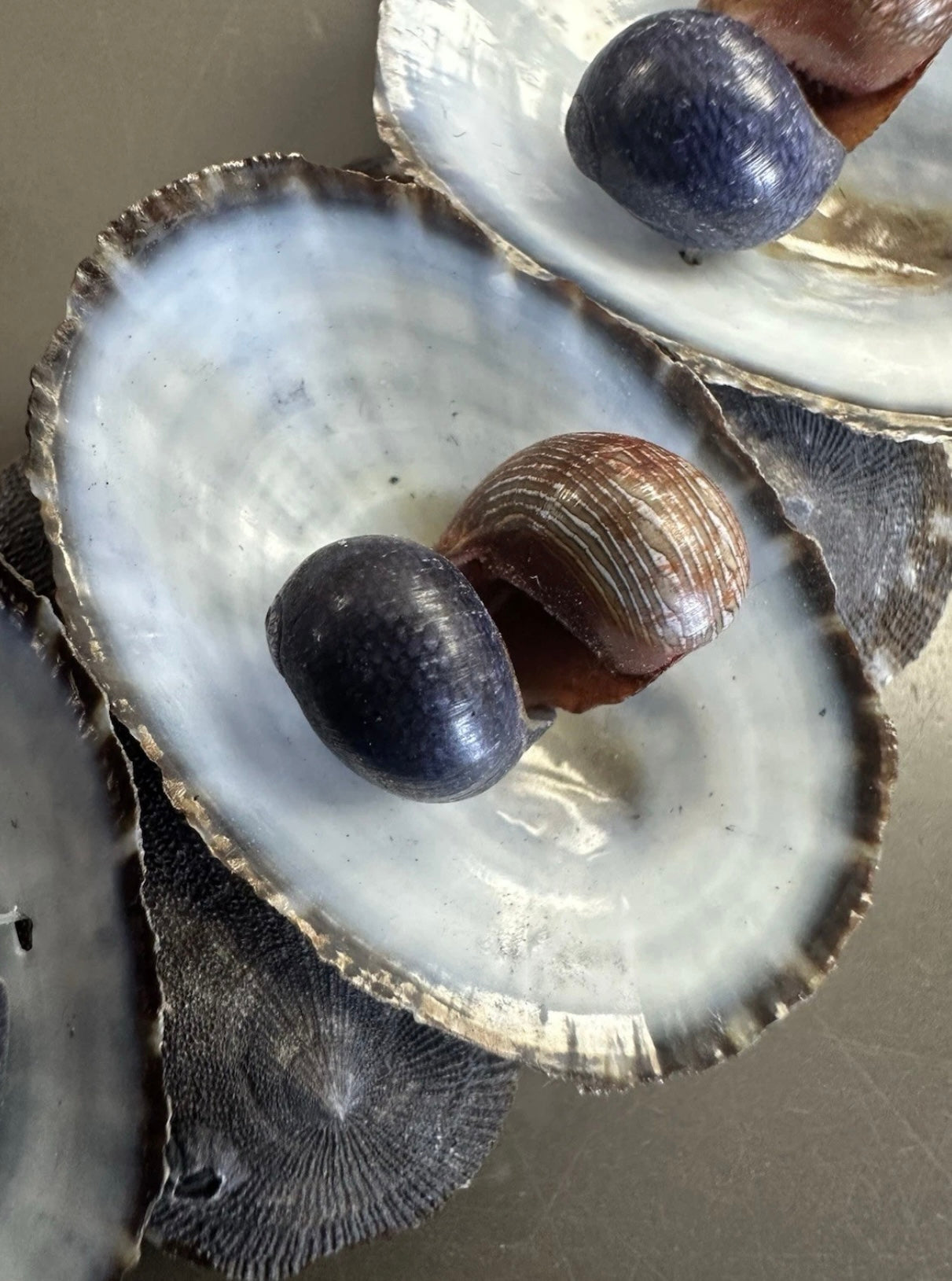 Vintage Australian Limpet Shell Lei