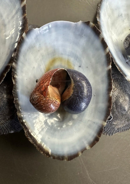 Vintage Australian Limpet Shell Lei