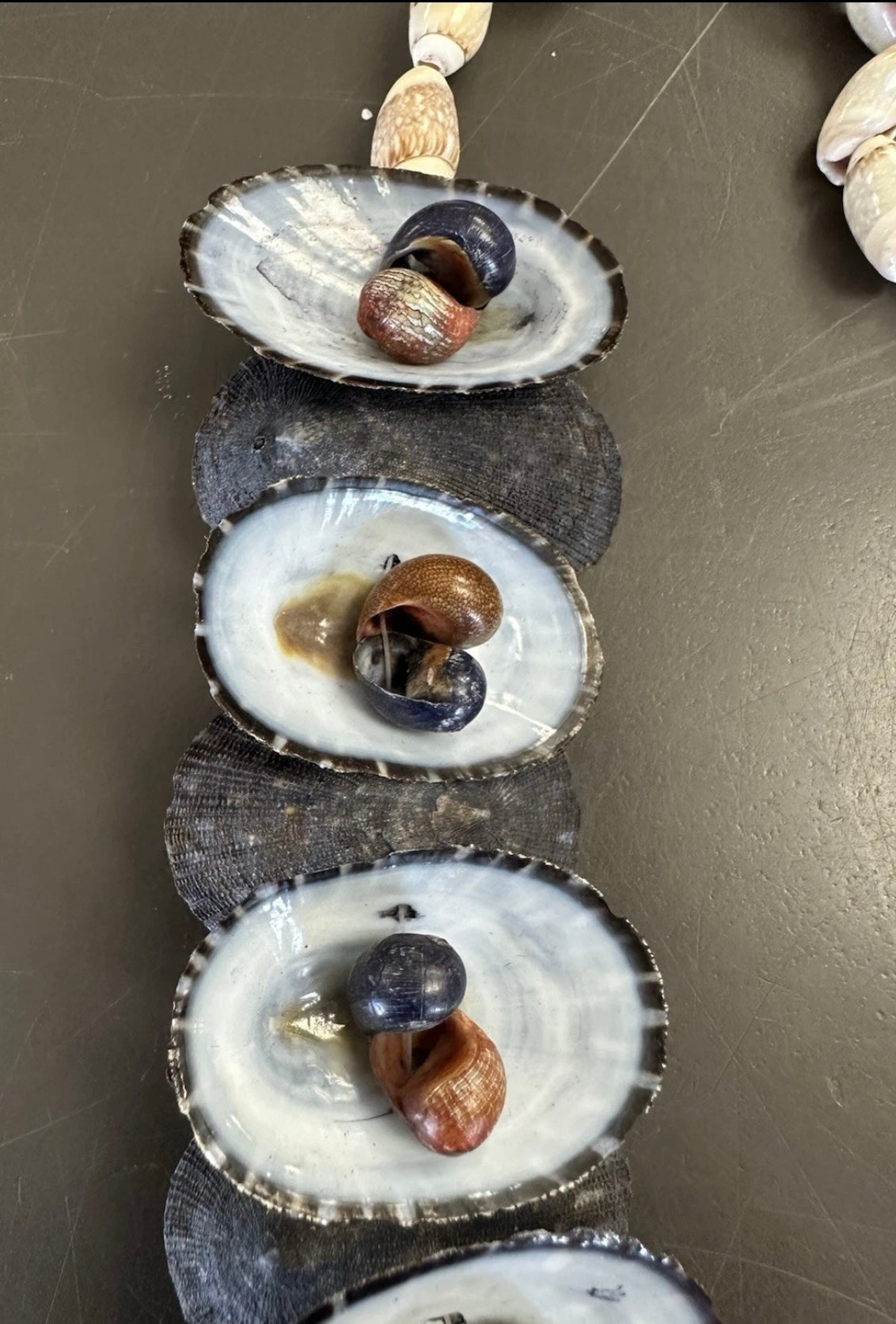 Vintage Australian Limpet Shell Lei